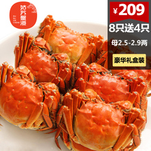 现货送4只阳澄湖姑苏蟹澄大闸蟹 礼盒装2.5-2.9两8只装鲜活螃蟹